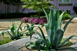 Large, contemporary water feature by Dublin garden designers.